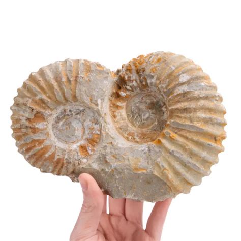 ammonites comprar